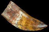 Fossil Carcharodontosaurus Tooth, Serrated - Morocco #110400-1